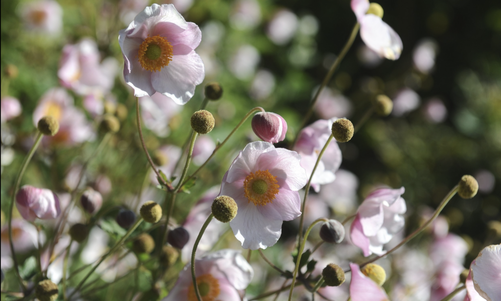 Japanese Anemone